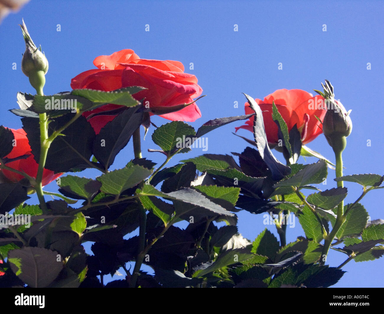 Miniatura rose rosse contro un profondo cielo blu, Foto Stock