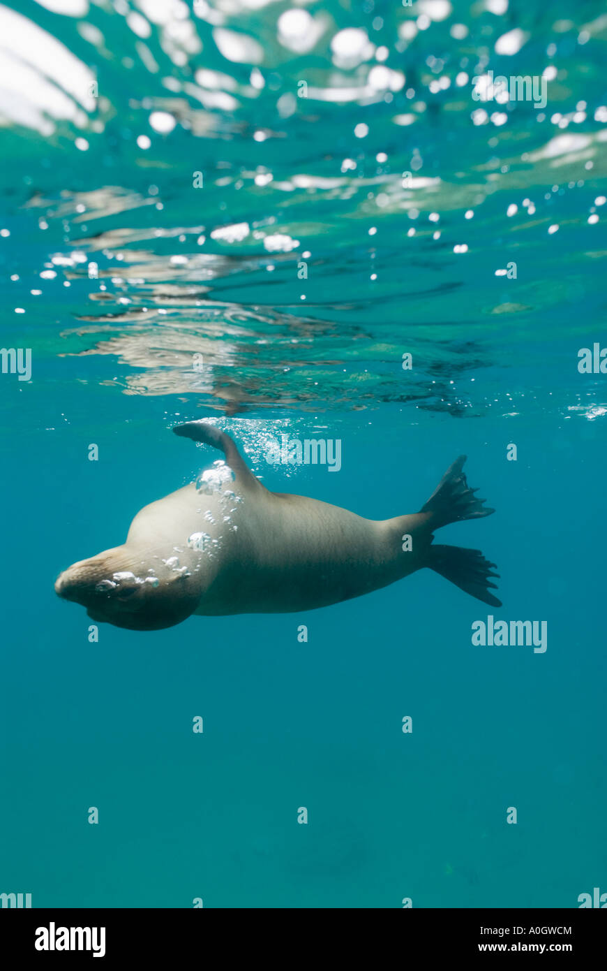 Le Galapagos Sea Lion (Zalophus wollebaeki) femmina subacquea, GALAPAGOS Ecuador Foto Stock