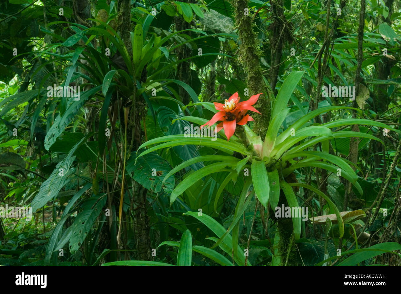 Ecuador, Ande occidentali, Buenaventura Riserva, Provincia di El Oro, Bromeliad fiore nella foresta tropicale Foto Stock