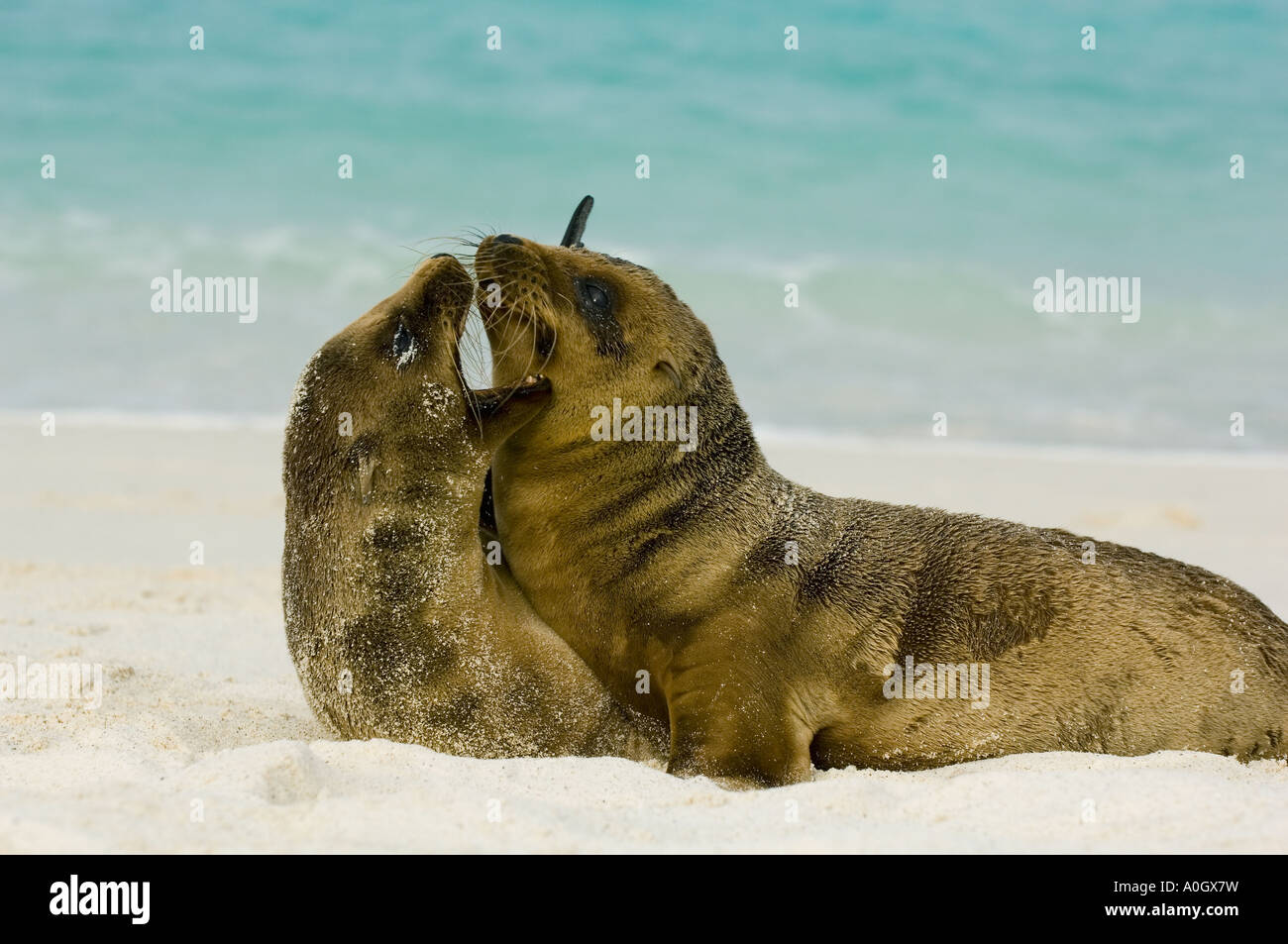 Le Galapagos i leoni di mare (Zalophus wollebaeki) cuccioli giocando, Cappa isola GALAPAGOS Foto Stock