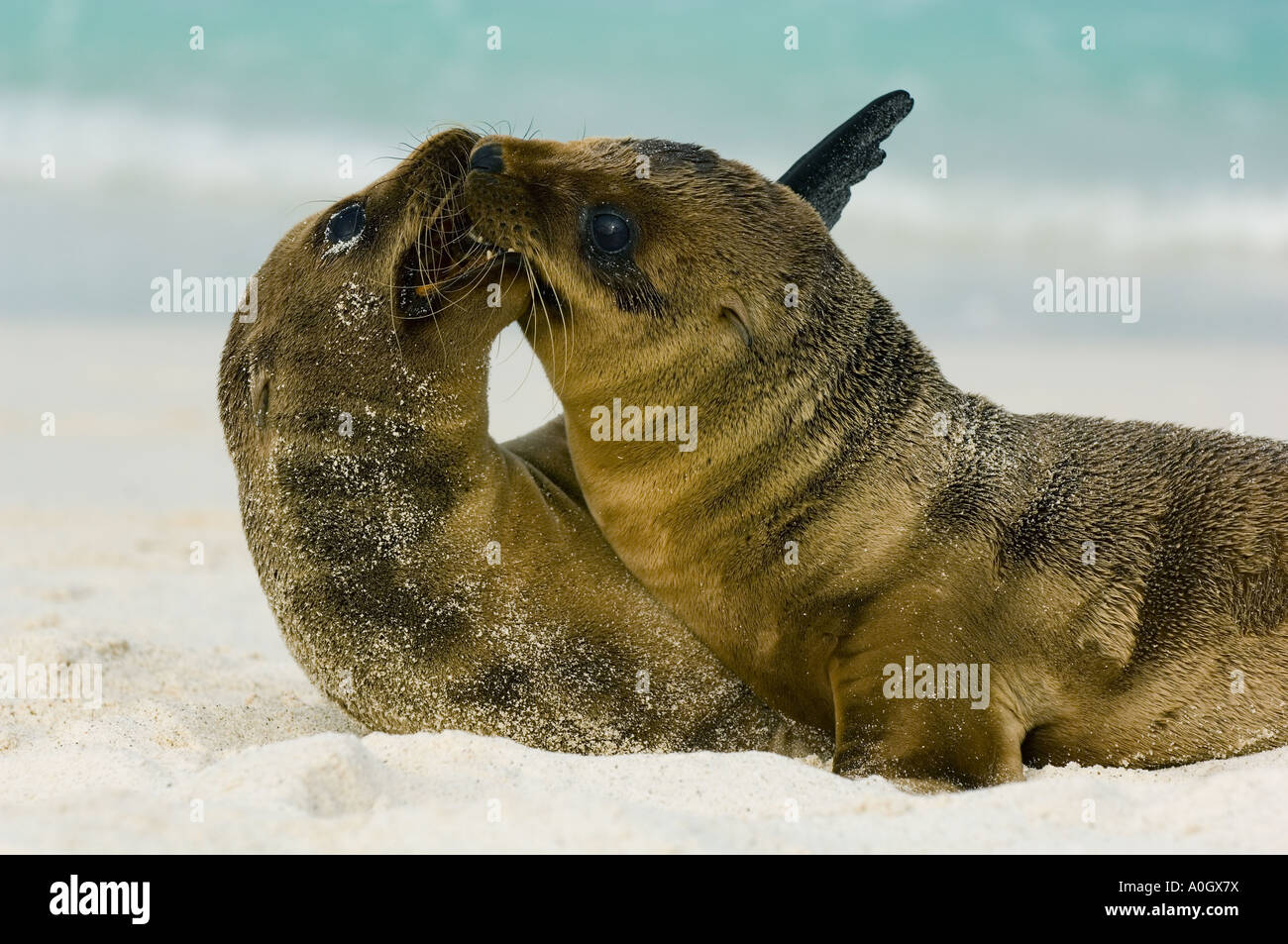 Le Galapagos i leoni di mare (Zalophus wollebaeki) cuccioli giocando, Cappa isola GALAPAGOS Foto Stock