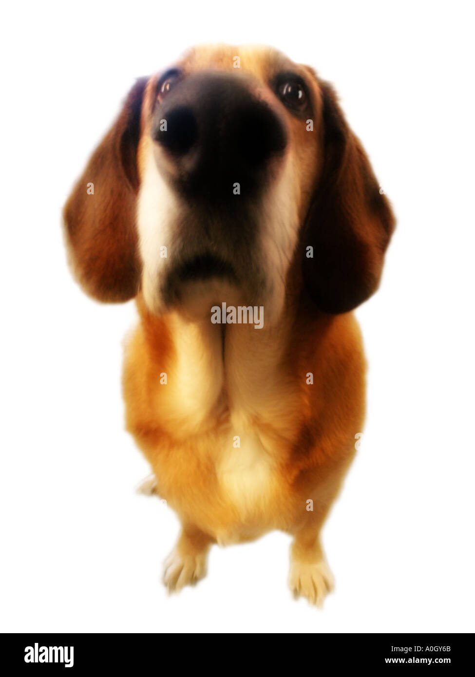 Cane Foto Stock