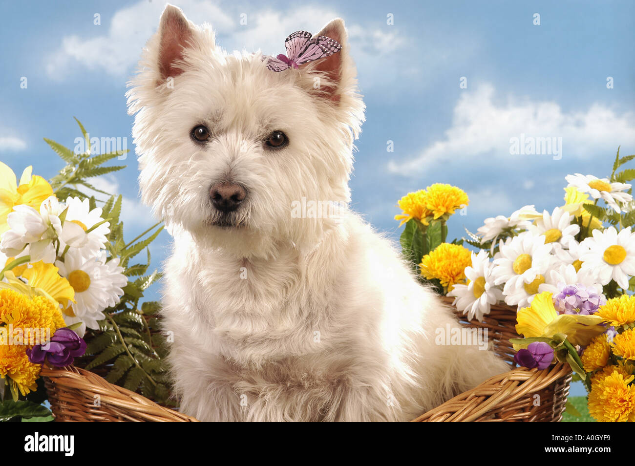 West Highland White Terrier cane con butterfly - seduta nel carrello Foto Stock