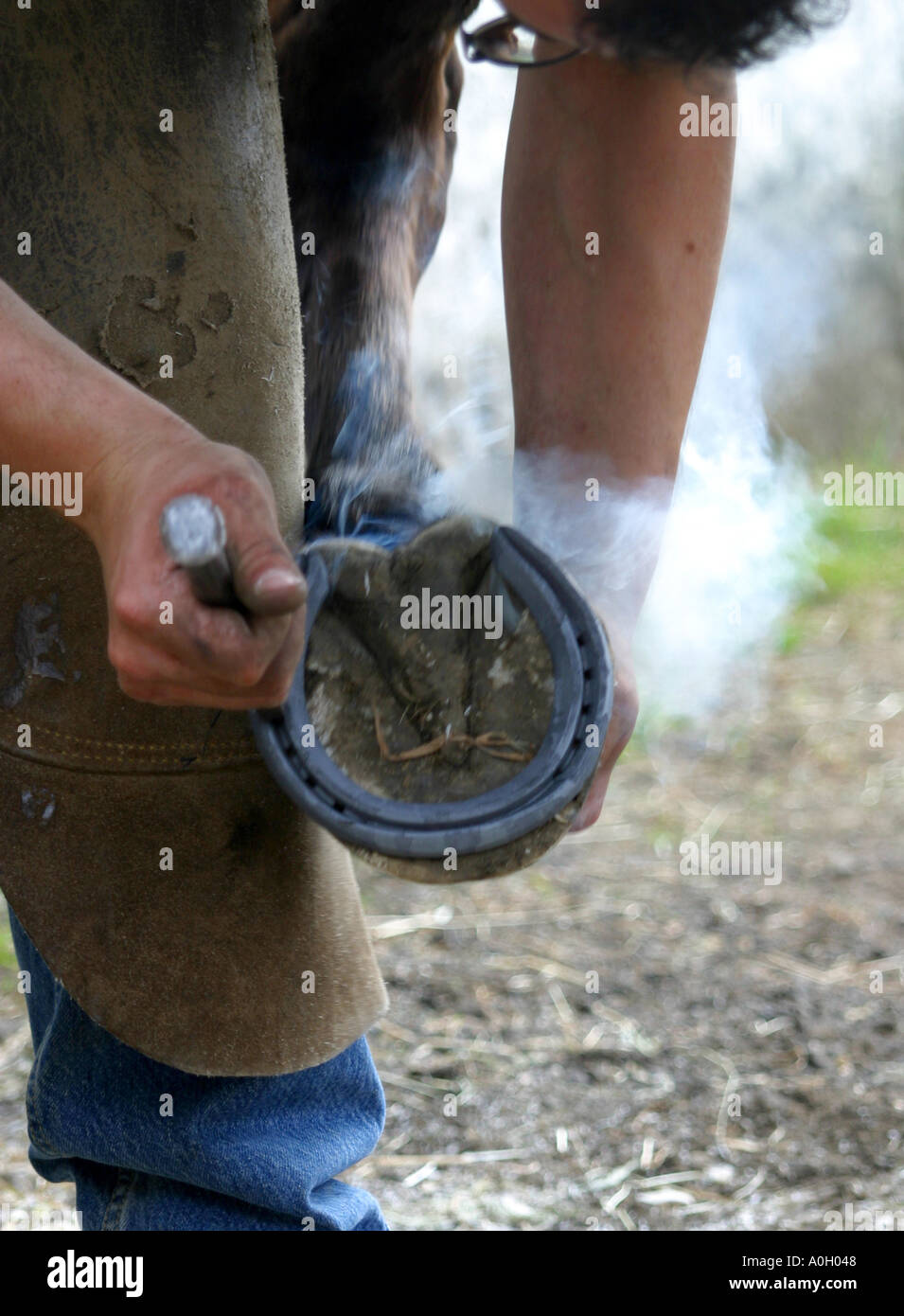 Maniscalco ferratura a caldo di un cavallo Foto Stock