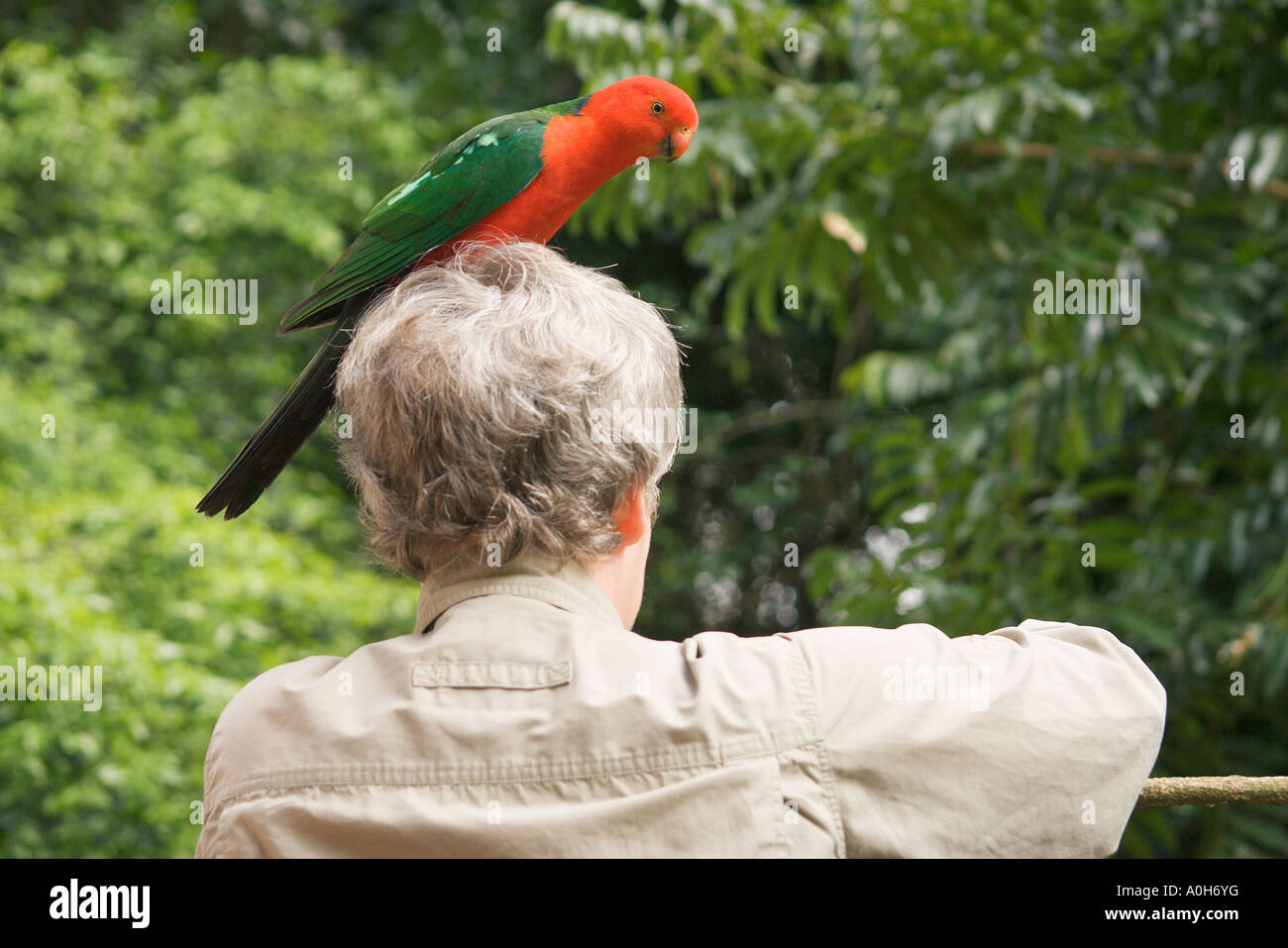 Australian re Parrot Alisterus scapularis maschio appollaiato sulla donna testa s Foto Stock