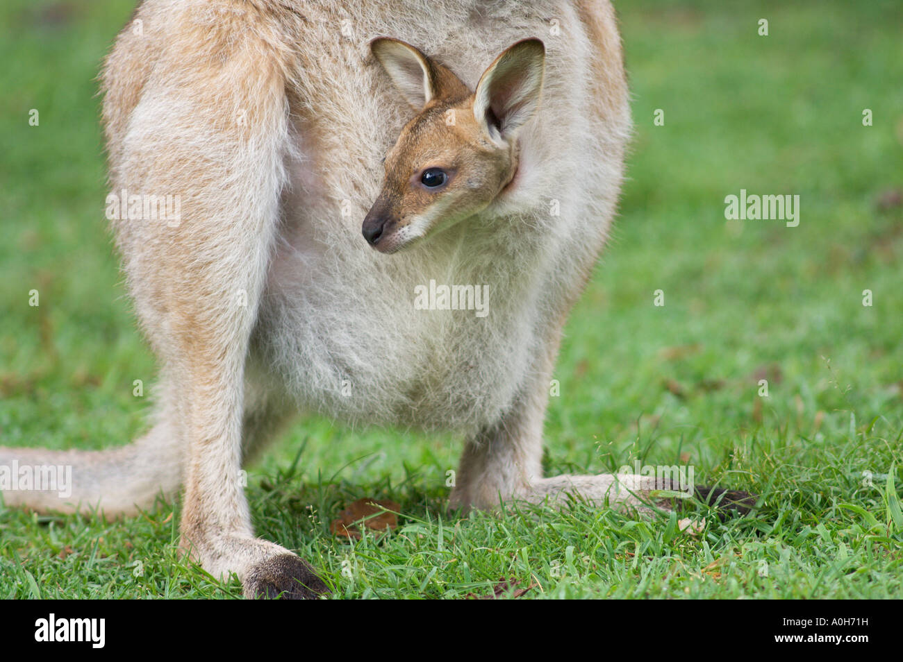 Collo rosso Wallaby Macropus rufogriseus joey nella madre s pouch Foto Stock