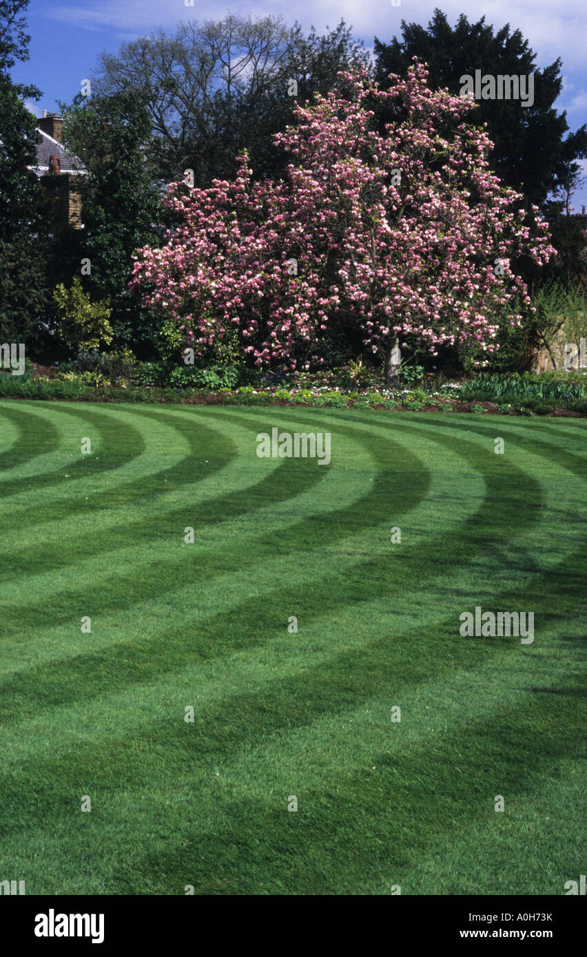 I Giardini di Kew Surrey prato con stripe tosaerba patterns Magnolia Rustica Rubra Foto Stock