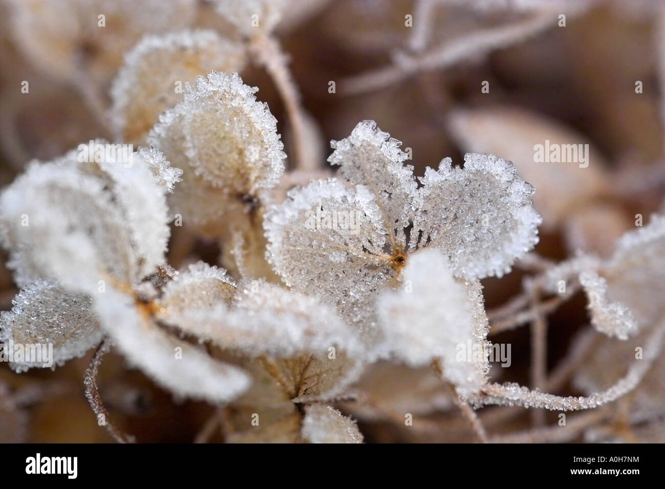 Frost-coperto fioriture di ortensie Foto Stock