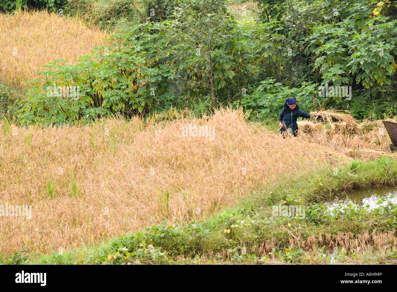 Cinese minoranza enthic donna harvisting riso vicino Qinkou Hani villaggi, Xinjie ,Yuanyang, Yunnan, Cina Foto Stock