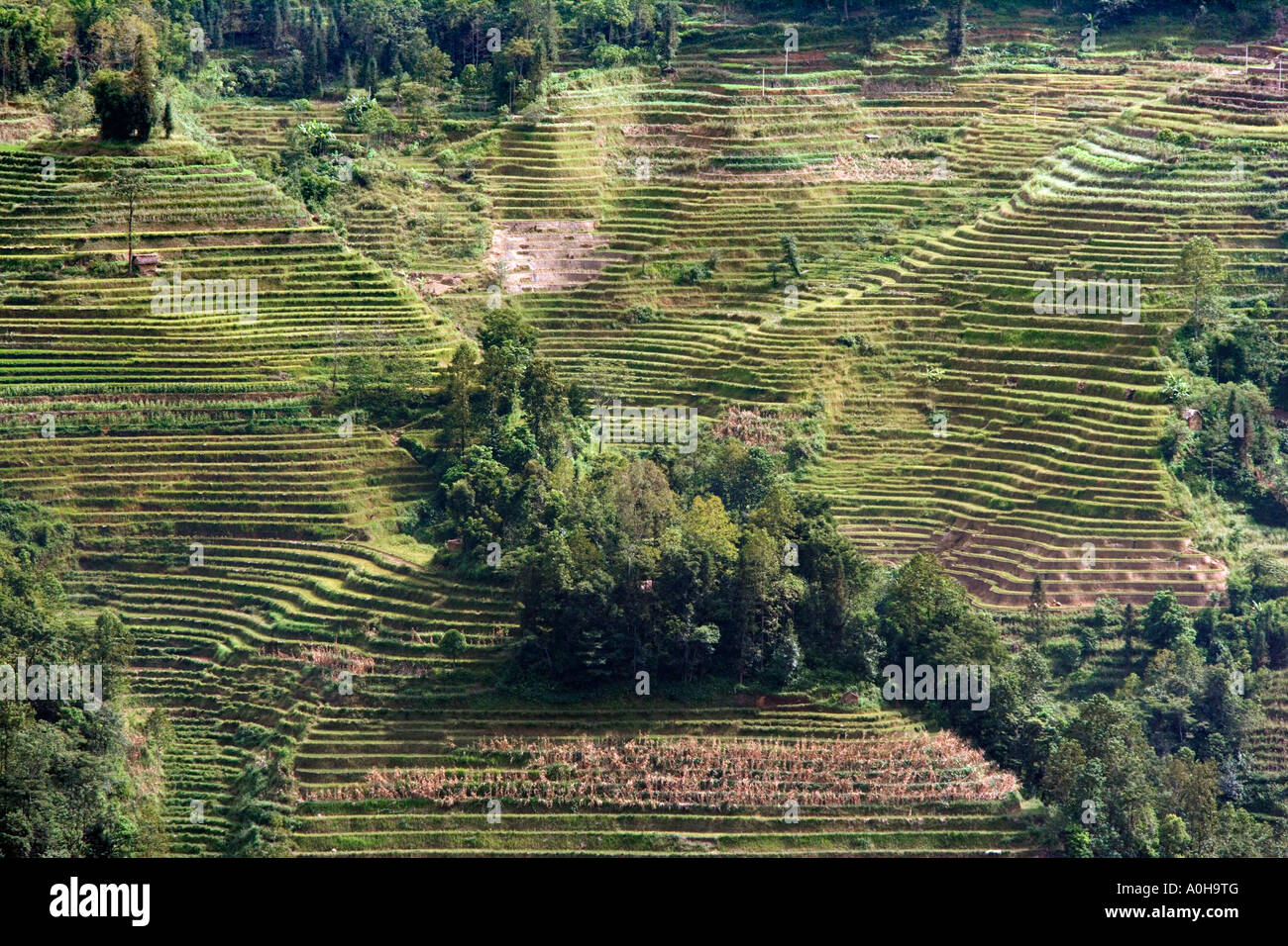 X segna il punto, Meng Pin, Yuanyang, Yunnan, Cina Foto Stock