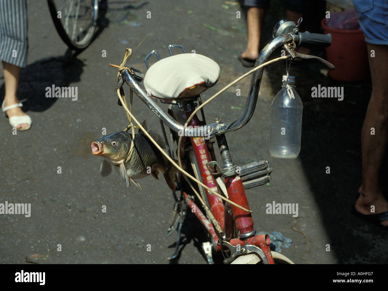 Guangzhou un pesce al mercato Qingping Foto Stock