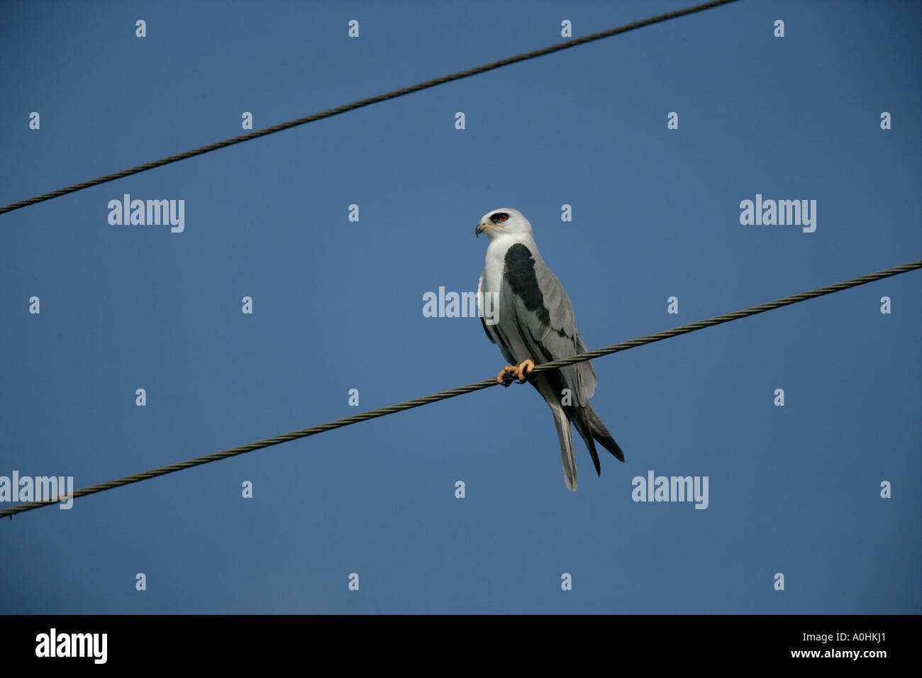 WHITE TAILED KITE Elanus leucurus nel Belize Foto Stock