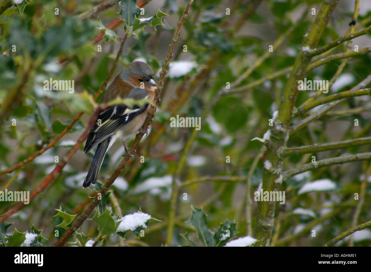 Fringuello in Holly Tree Foto Stock