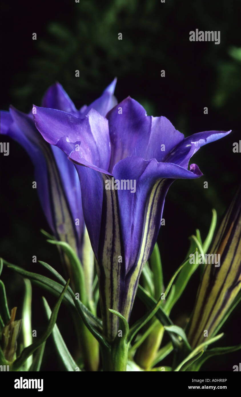 Blu Genziana. Gentiana sino-ornata Foto Stock