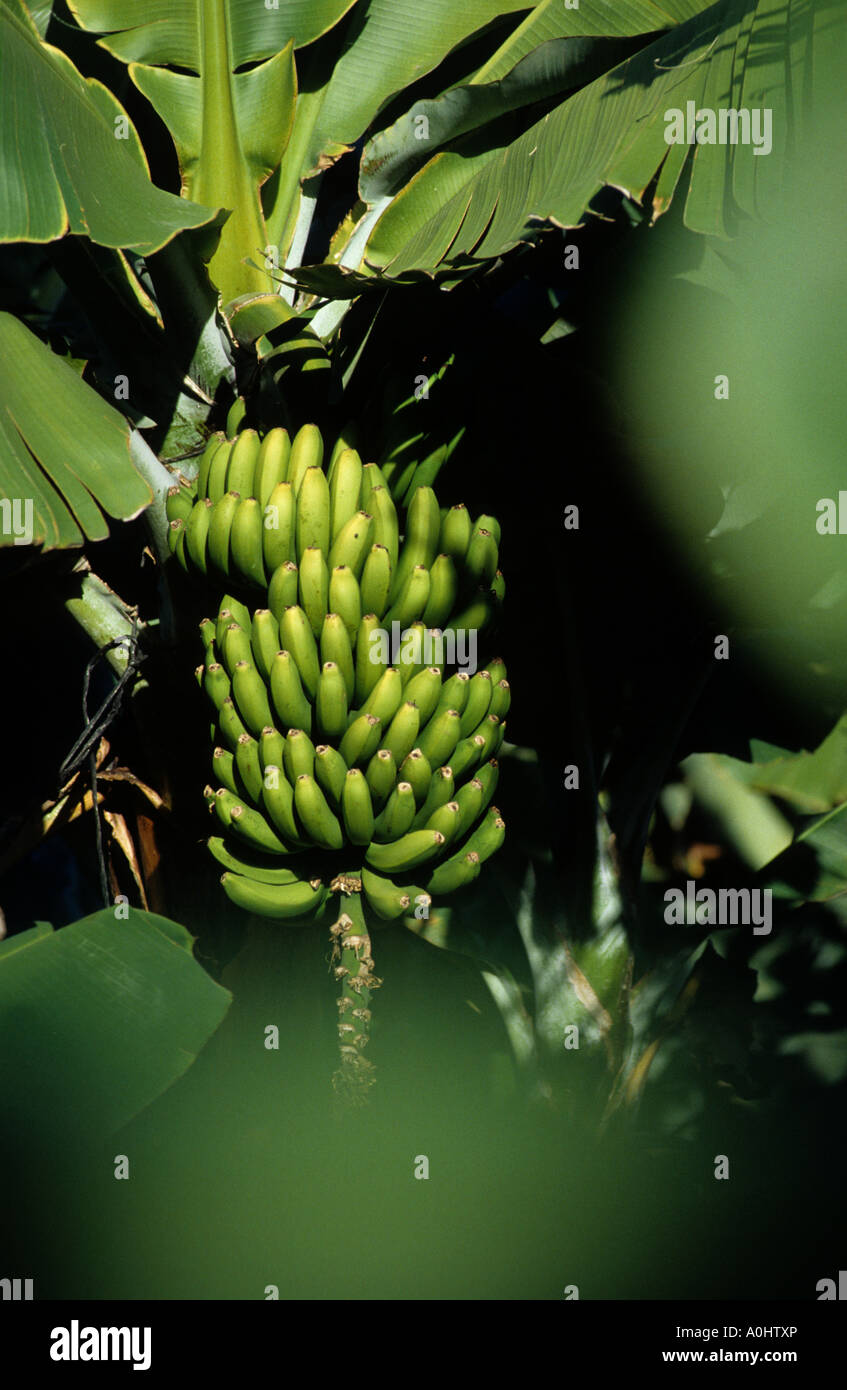 La vegetazione verde frutto piante di banana crescere Foto Stock