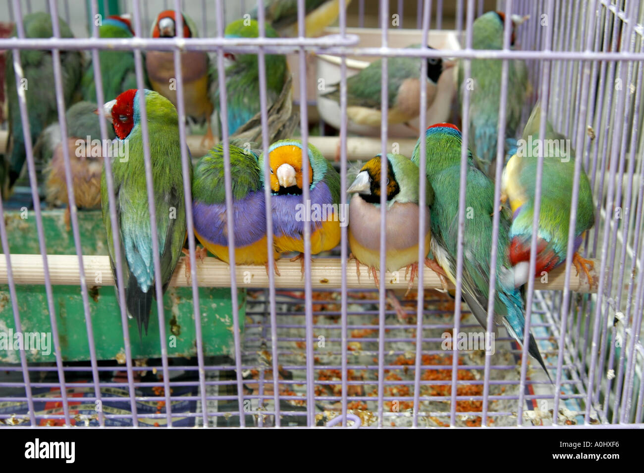 Cina Hong Kong Mon Kok mercato degli uccelli Uccelli colorati in gabbia Foto Stock