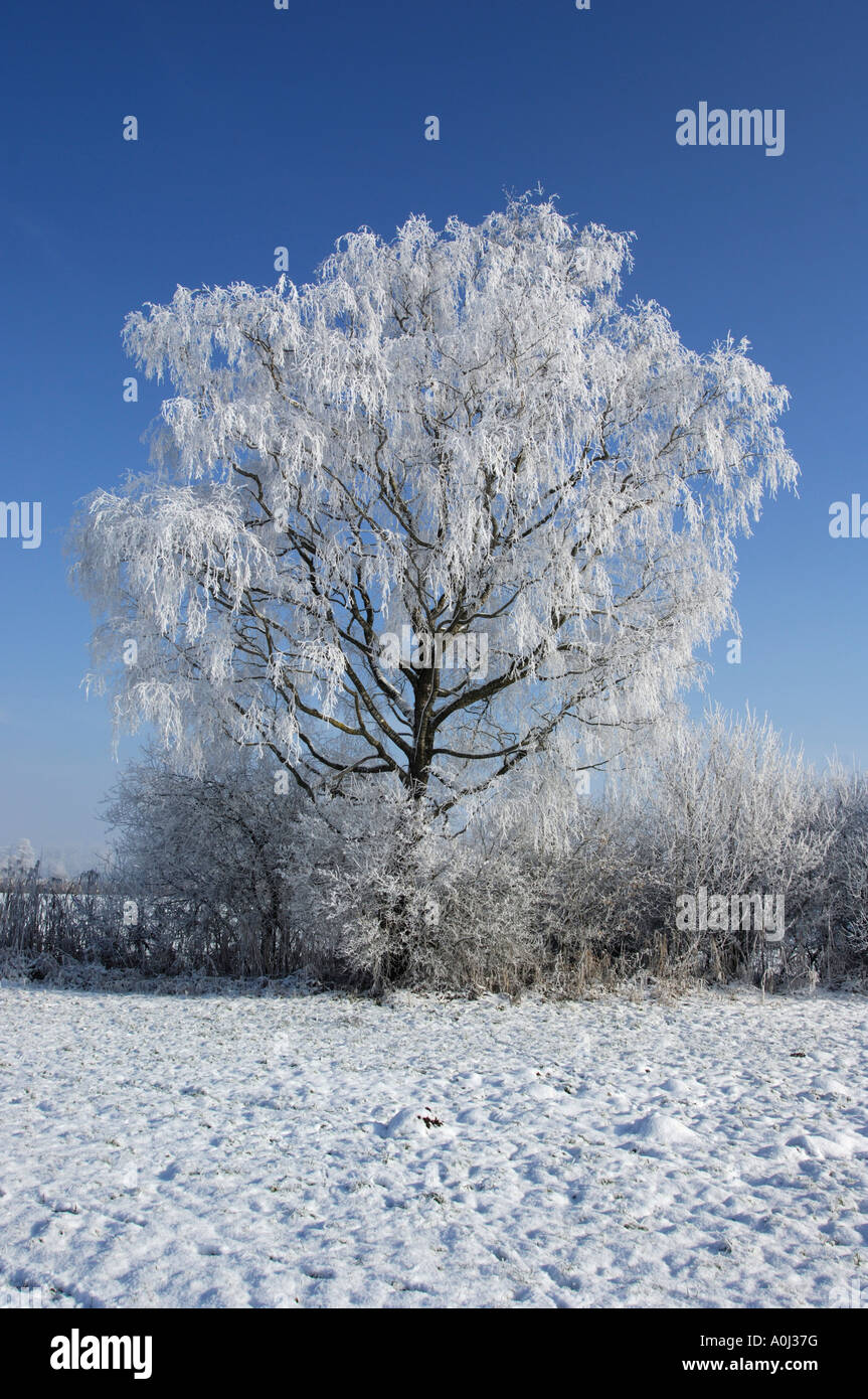 Coperta di neve tree Foto Stock