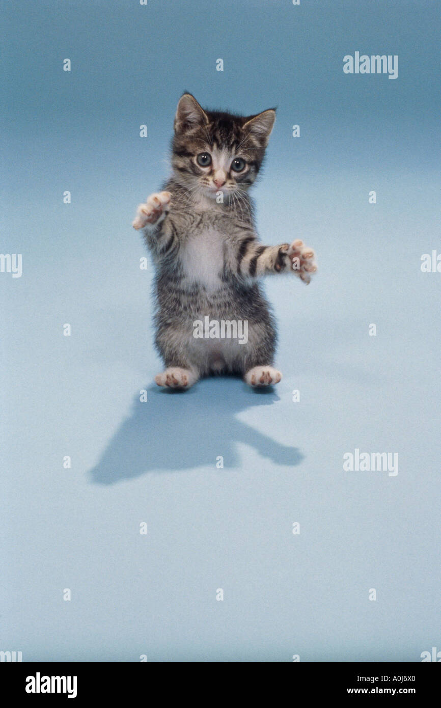 Gattino in piedi sulle zampe posteriori Foto Stock