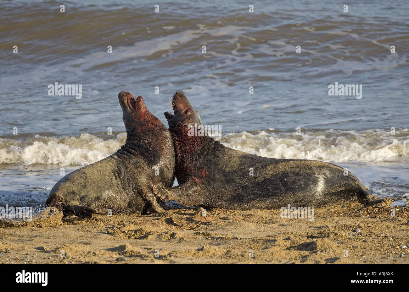Guarnizione grigia Halichoerus grypus maschi combattimenti sulla North Norfolk Coastal Wildlife reserve Foto Stock