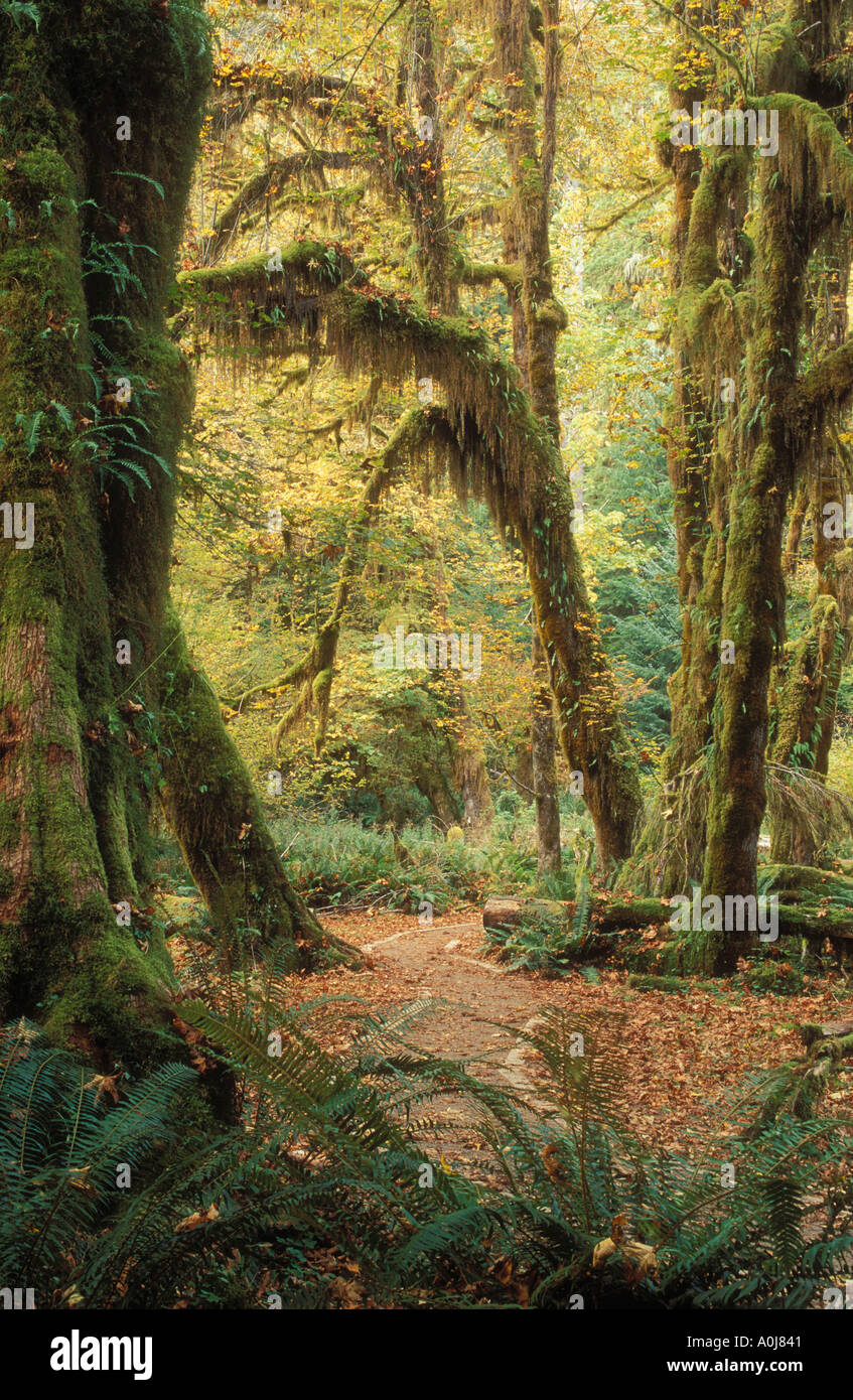 Il parco nazionale di Olympic Washington usa hoh rainforest hall di muschi trail e club moss su foglia di grandi alberi di acero Foto Stock