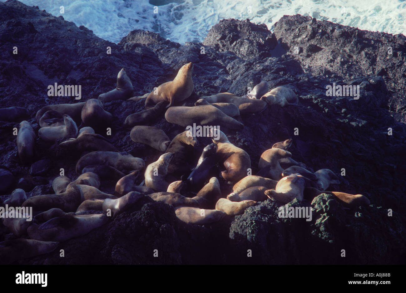 Northern o stellar leoni di mare eumetopias jubatus posa sulle rocce vicino al Sea Lion grotte central oregon coast usa Foto Stock