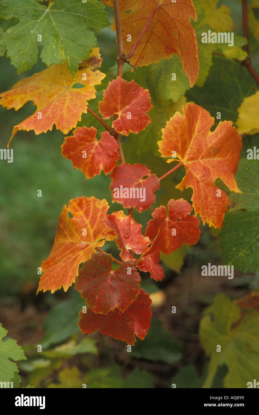 L'uva Pinot Nero di foglie di vite nel colore di autunno a valle Yamhill vigneti, Oregon, Stati Uniti d'America Foto Stock