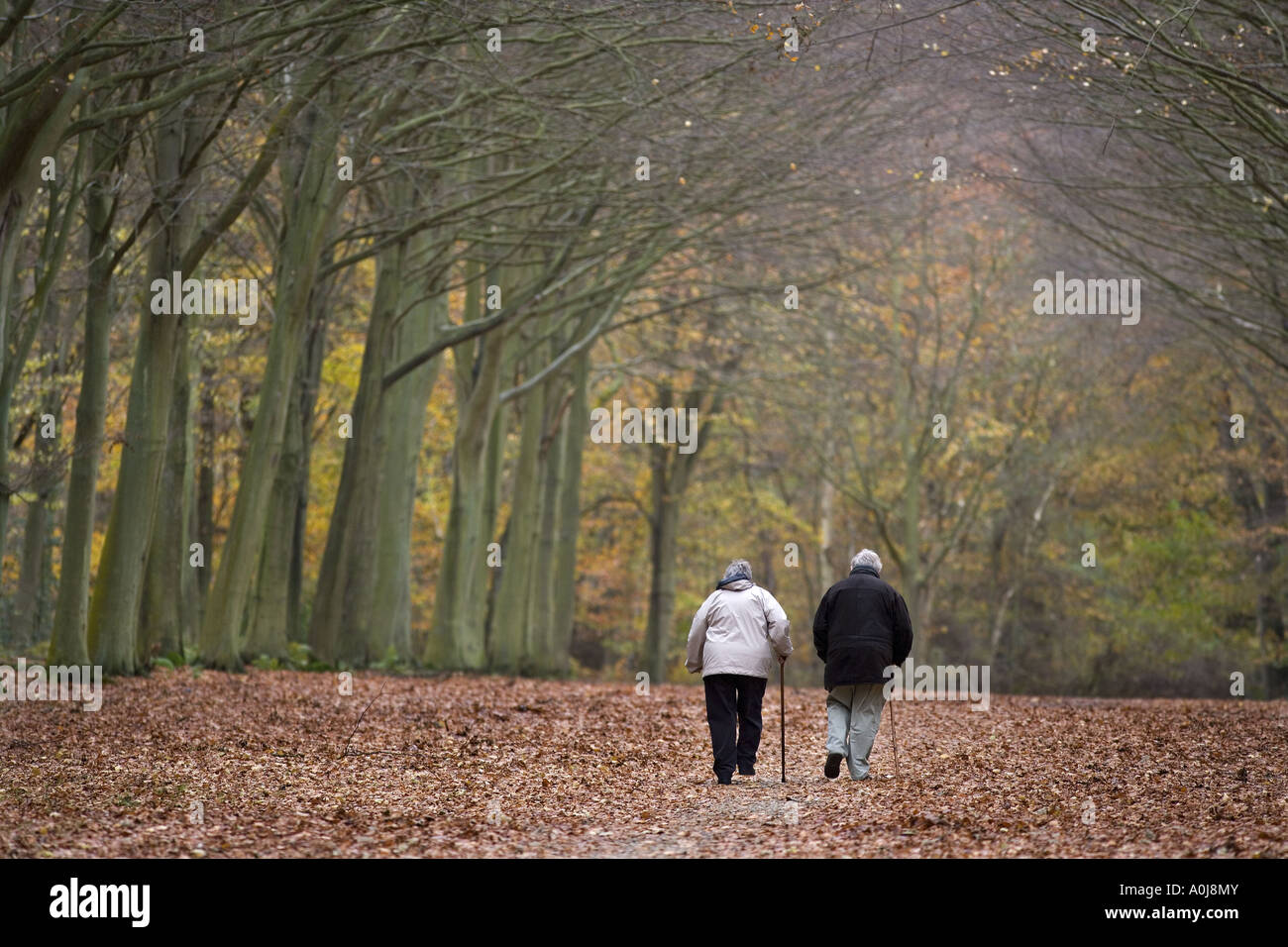 Pochi anziani Felbrigg NORFOLK REGNO UNITO Foto Stock