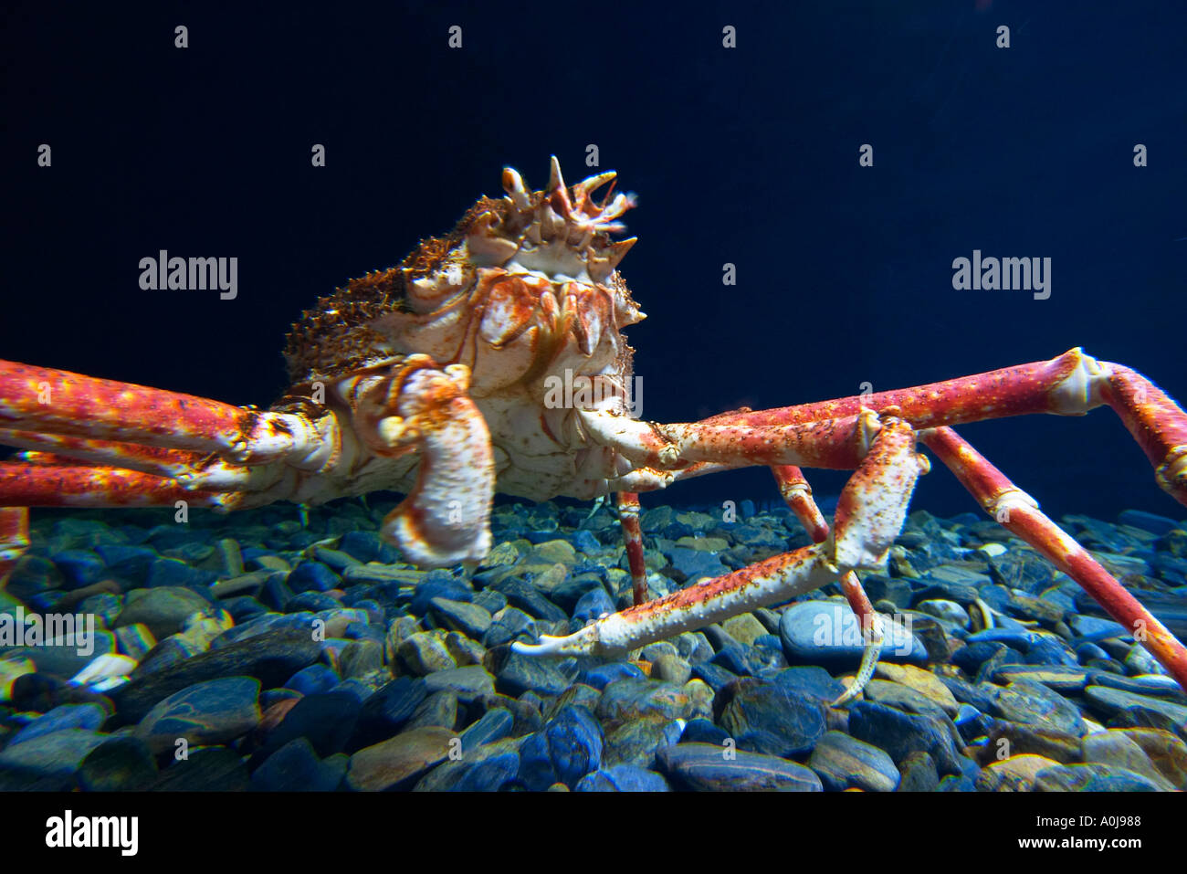 Il gigante giapponese ragno granchio Foto Stock