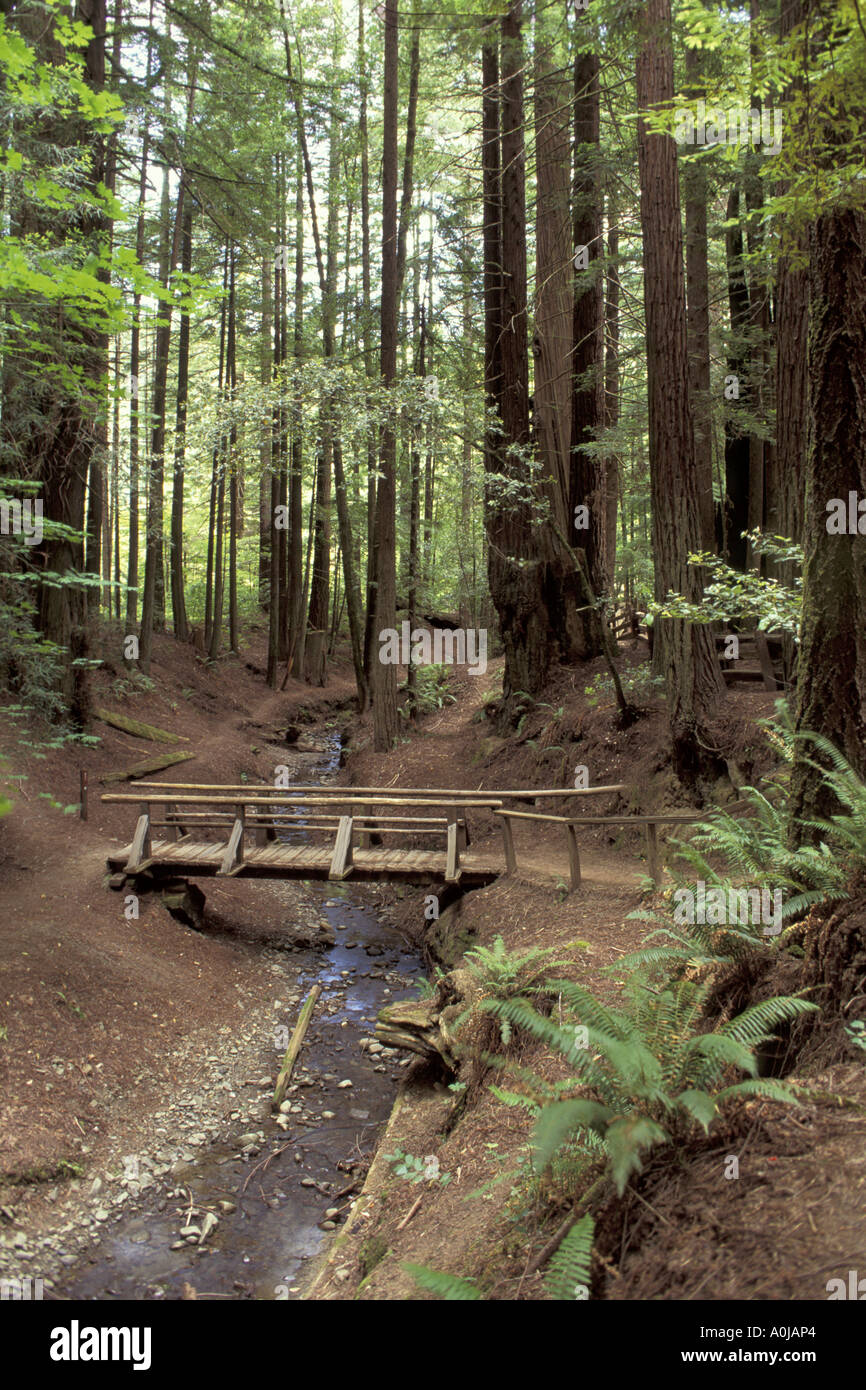 Ponte di legno con creek in esecuzione attraverso una foresta di alberi di sequoia lungo il viale dei giganti in California Foto Stock