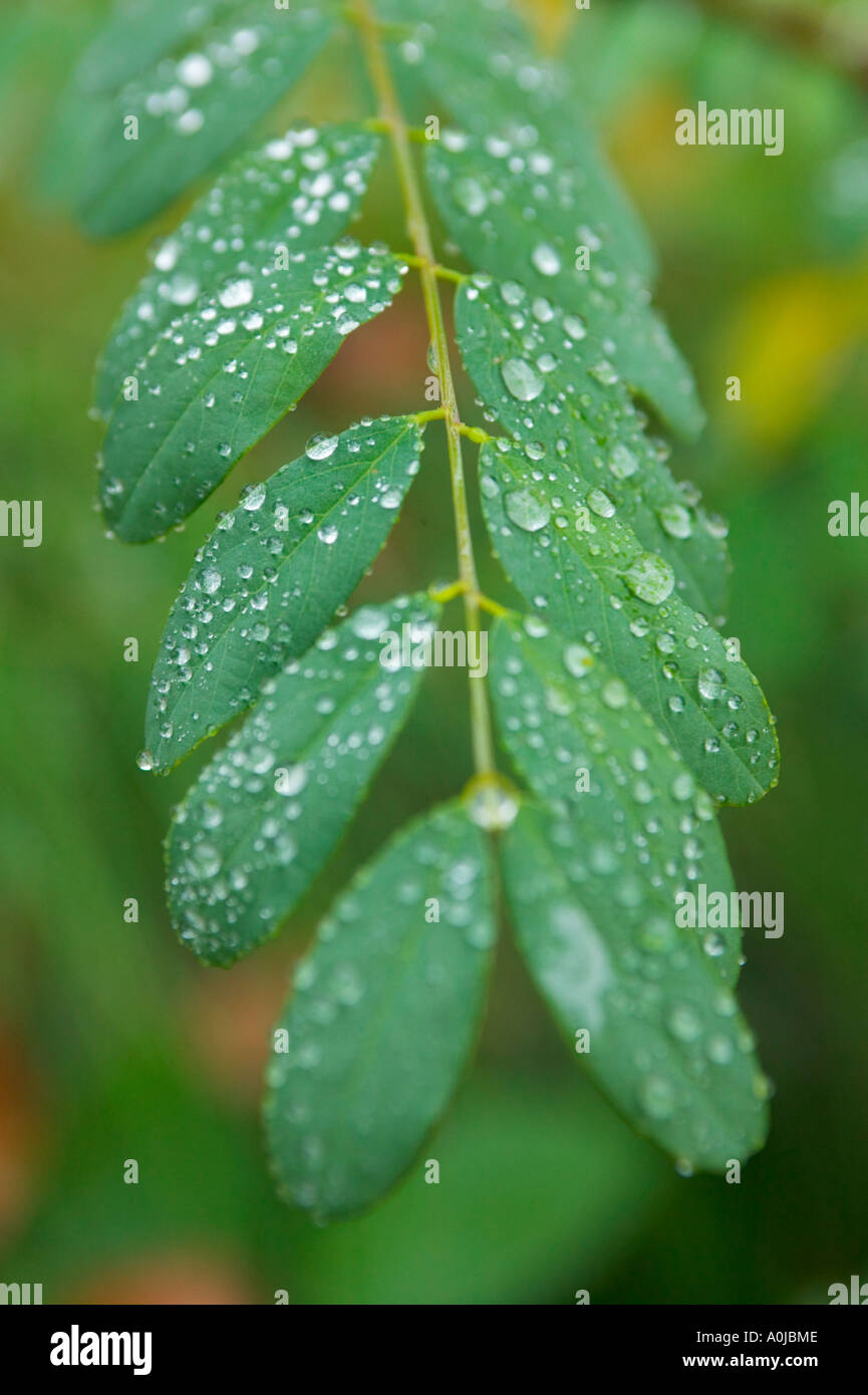 Primo piano di foglie con goccioline di acqua su di essi Foto Stock