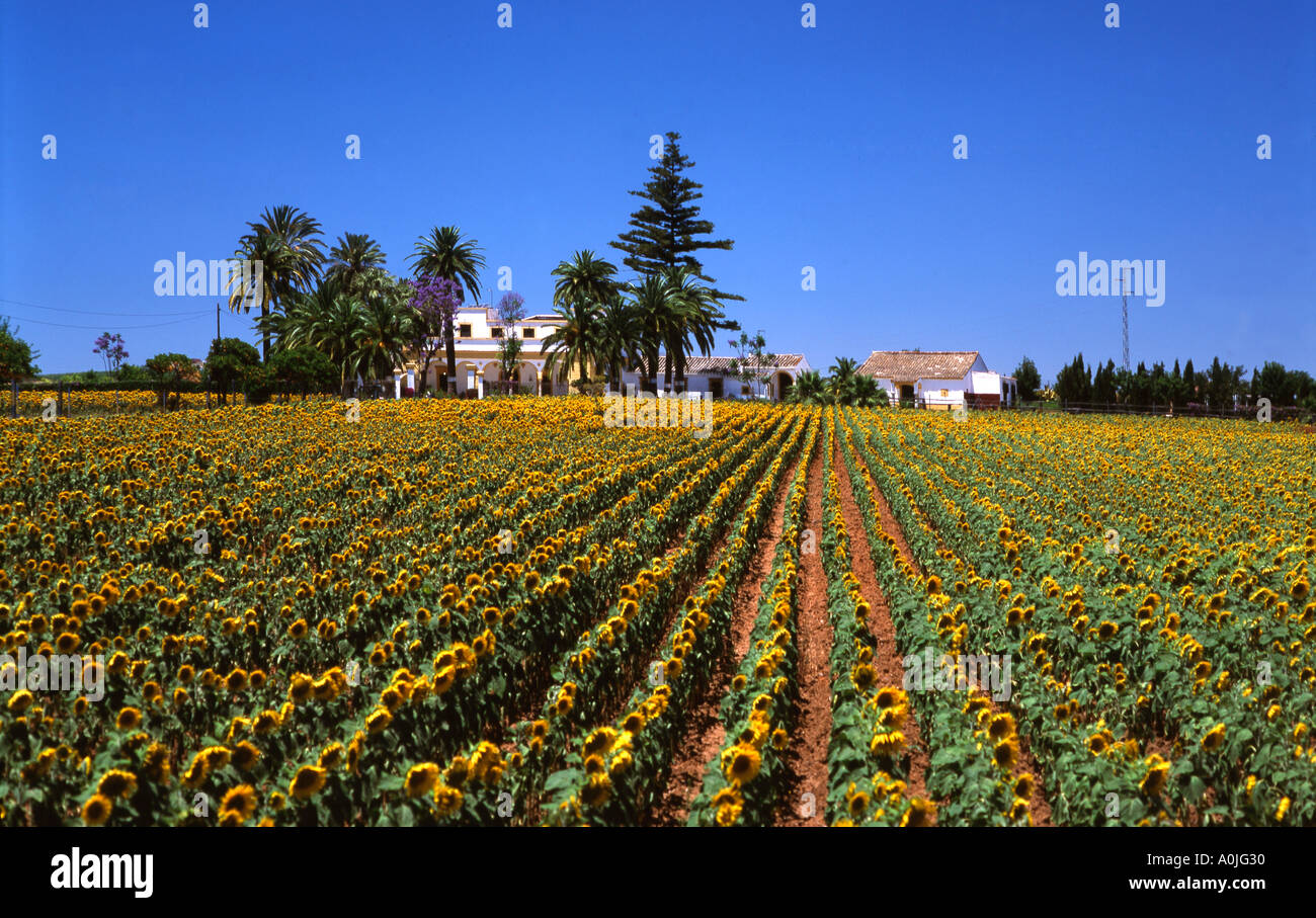 Spagna Andalusia Finca girasoli Foto Stock