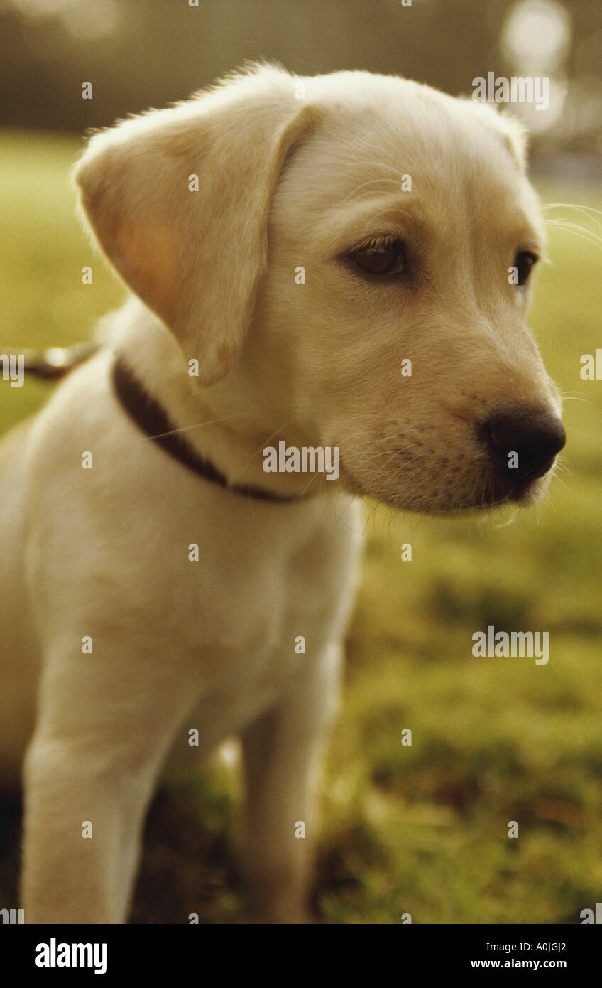 Close-up di un cucciolo al guinzaglio Foto Stock