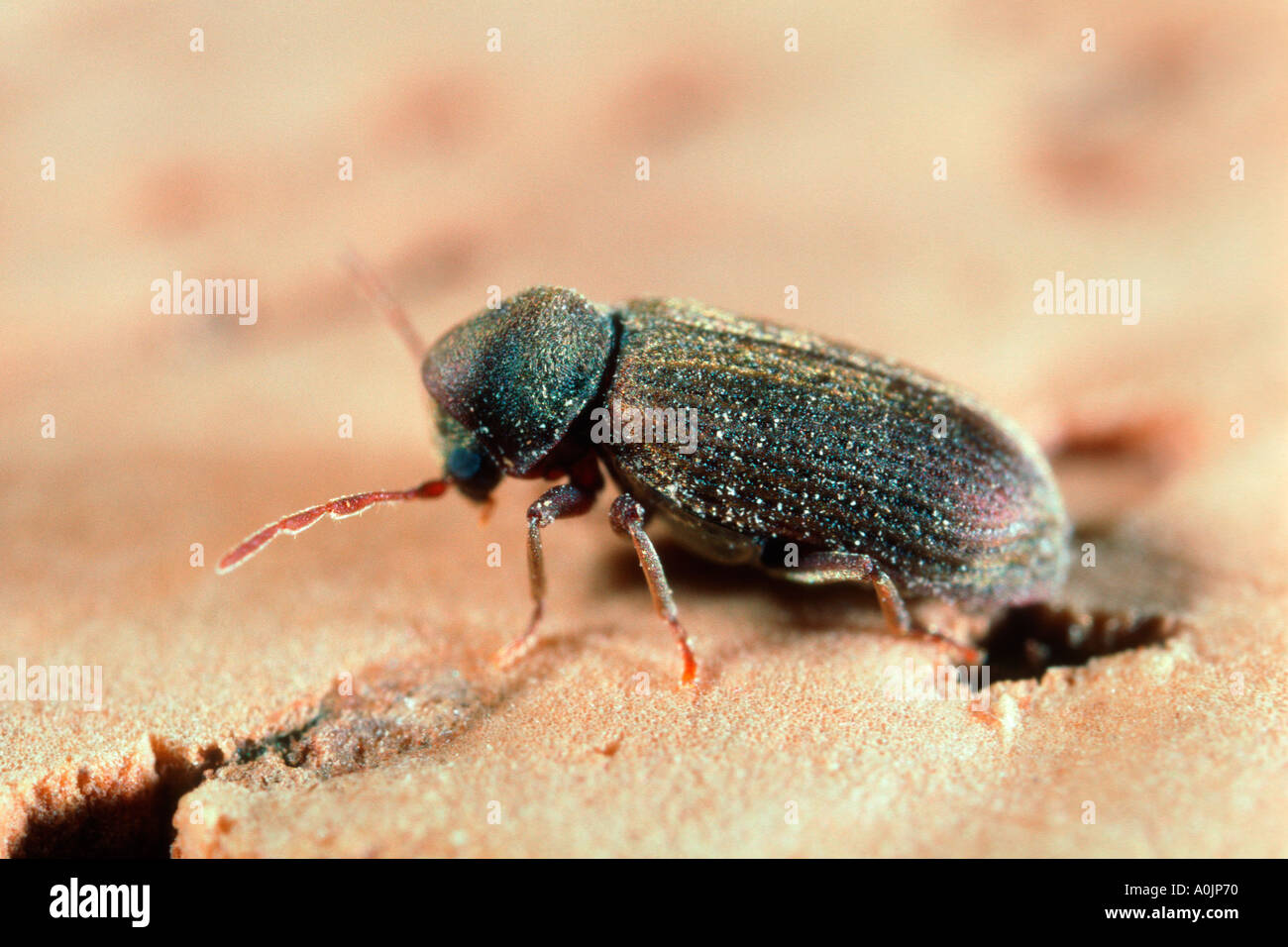 Spilla Ottone Egizia - Scarabeo Delle Ali (B-BUG-300) - Fatto A Mano