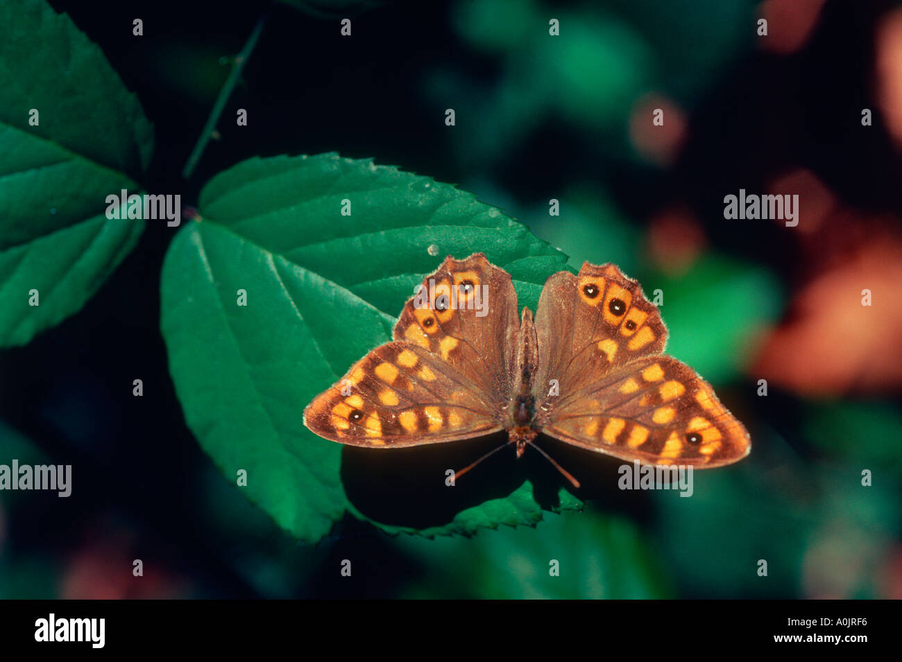 Chiazzato legno Butterfly, Pararge aegeria. Sulla lamina alette aperte Foto Stock