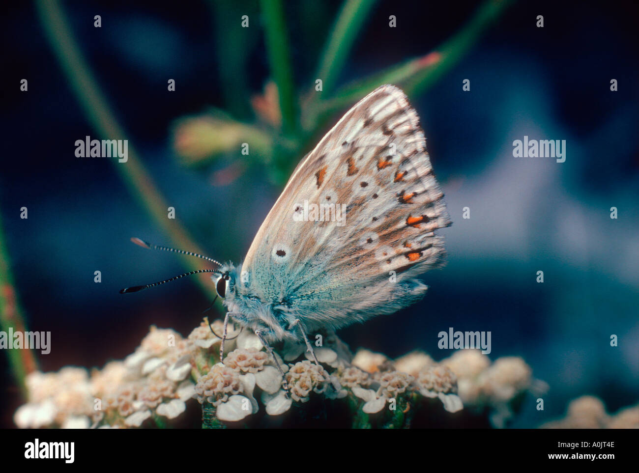 Chalk Hill blu, Lysandra coridon. Raccogliere il nettare sui fiori. Ali chiuso Foto Stock