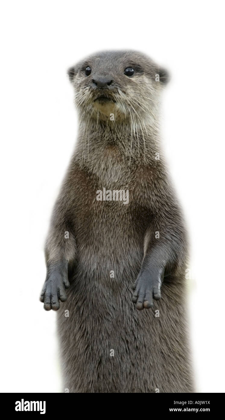 Tagliare fuori su uno sfondo bianco di un piccolo orientali artigliato Lontra (aonyx cinerea) in piedi e guardando fuori nel mese di ottobre 2006. Di Foto Stock