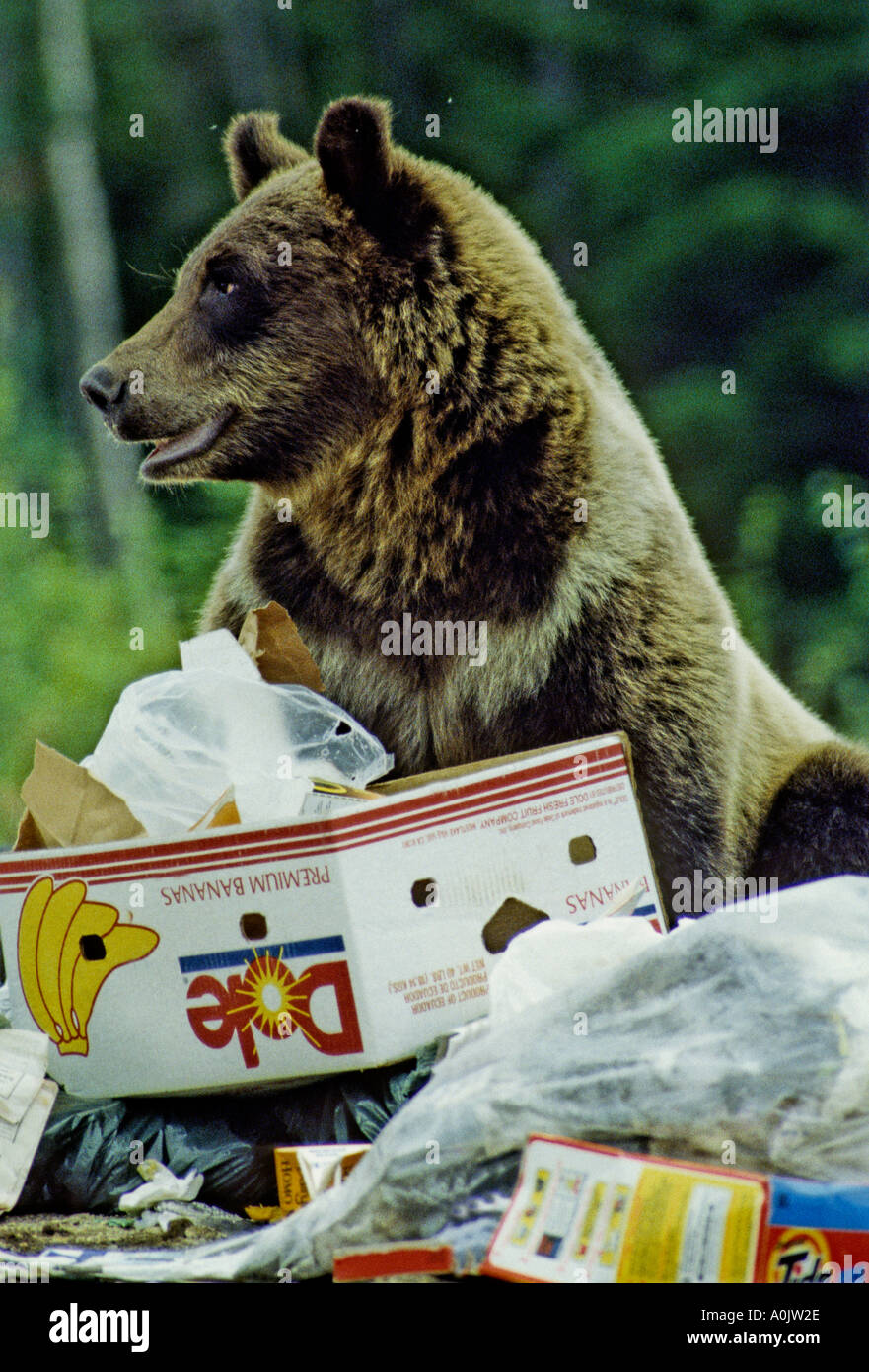 Orso grizzly nella spazzatura 39 Foto Stock