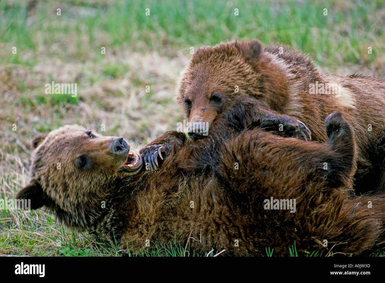 Gli orsi grizzly 27 Foto Stock