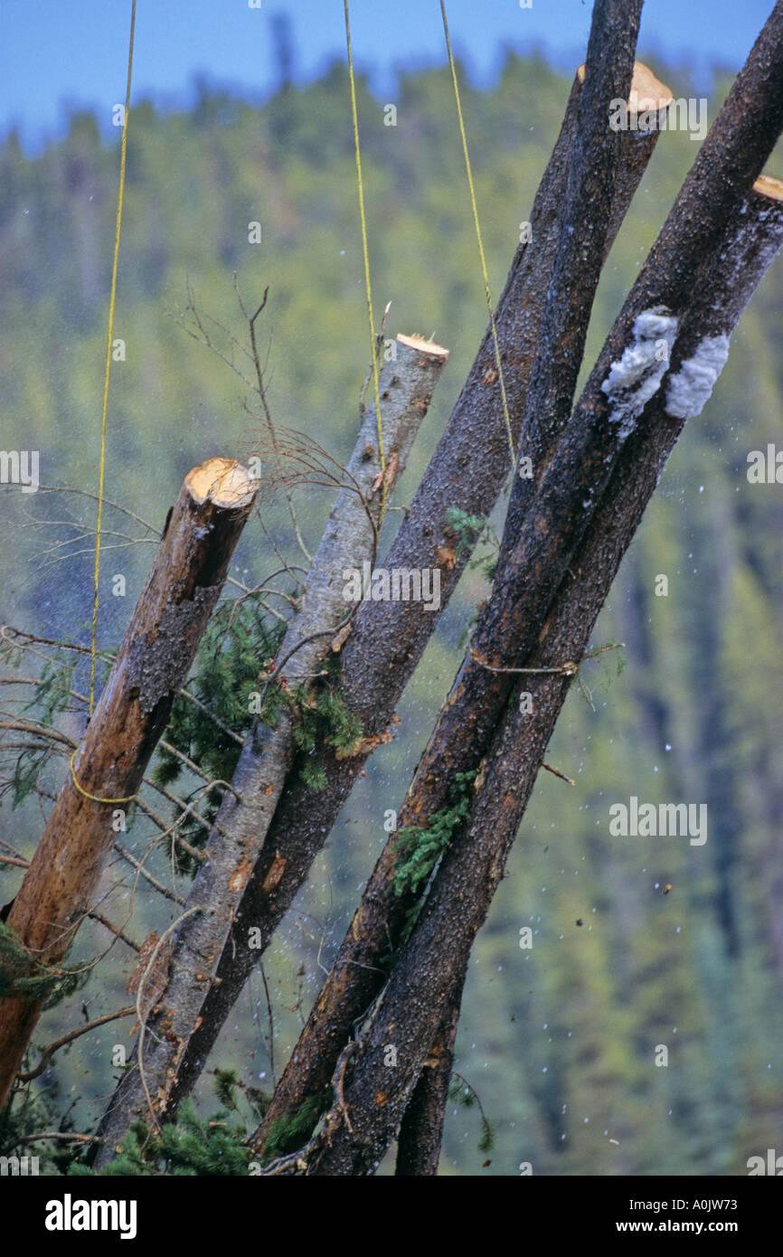 Log essendo sollevati Foto Stock