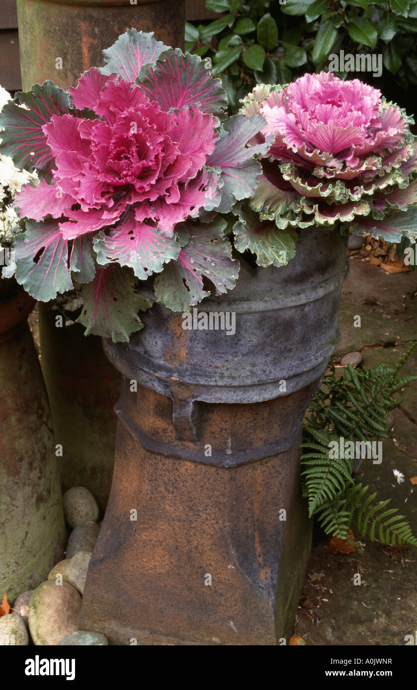 Close-up di rosa cavolo ornamentale in chimneypot piantatrice Foto Stock