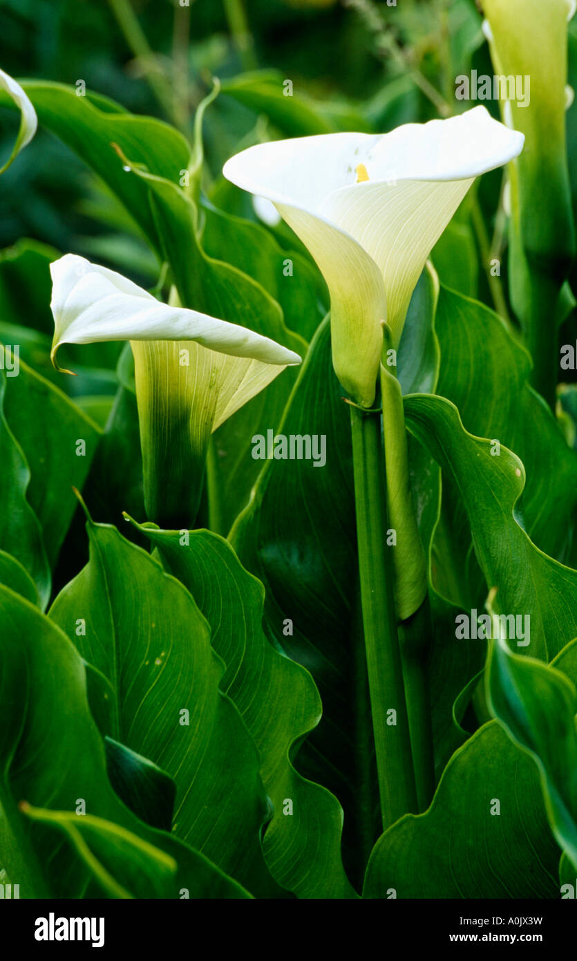 Close-up di bianco arum lily Foto Stock