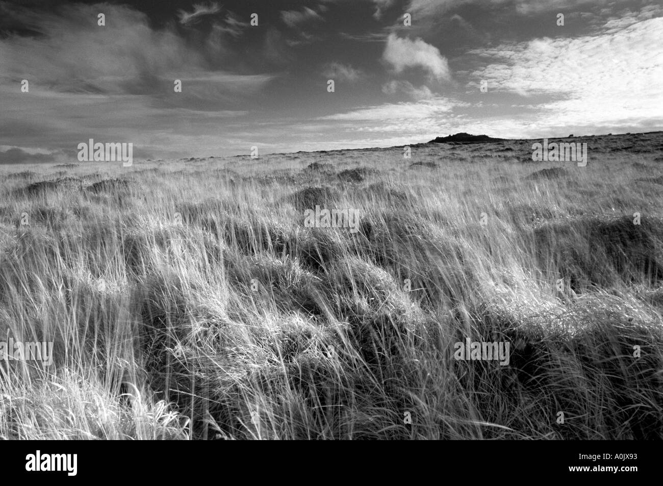 Sharpitor Dartmoor con erba soffiando nel vento Foto Stock