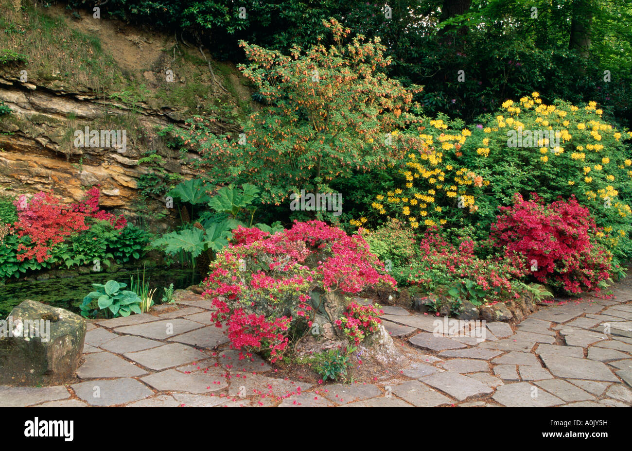 Country garden in primavera con azalea colore rosa su pavimentazioni in piscina Foto Stock