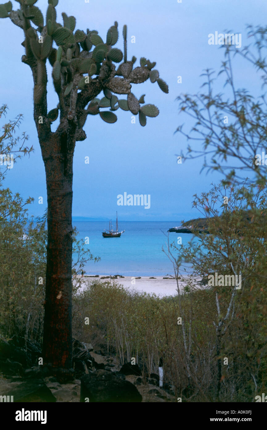 Una vista passato un alto tipo di cactus tree verso il sailing yacht Sulidae nella Baia di Isola di Santa Fe Foto Stock