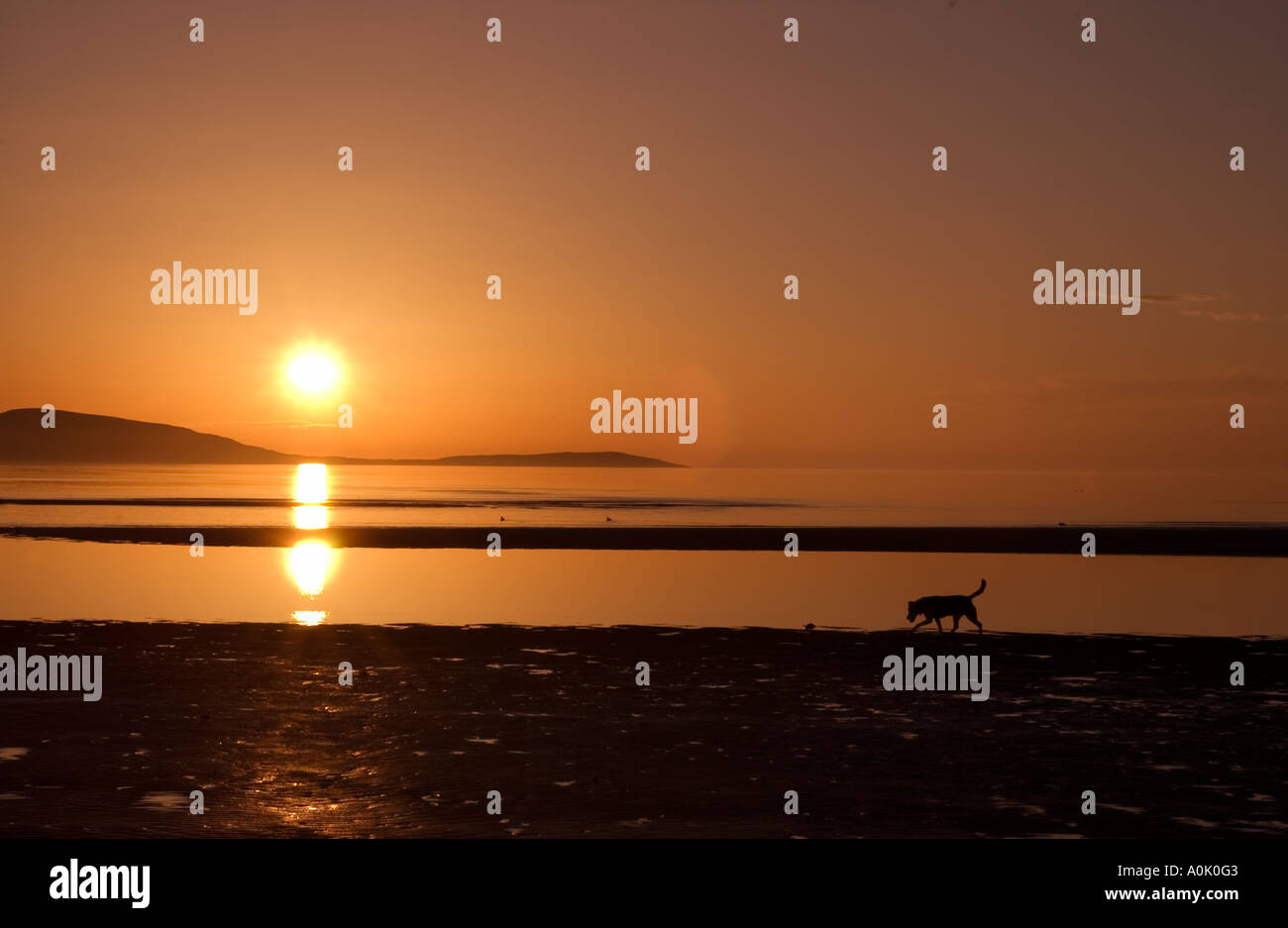 Cane sulla spiaggia, Gruinard Bay, Wester Ross, Scozia nord-occidentale, sulla rotta della costa settentrionale 500 Foto Stock