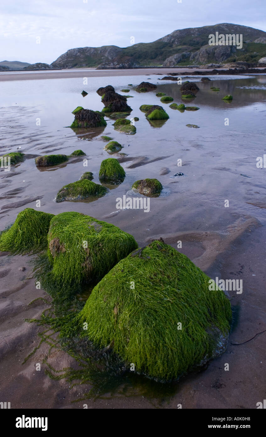 Pietre coperte di alghe a bassa marea, Gruinard Beach, Wester Ross, Scozia settentrionale, sulla rotta della costa settentrionale 500 Foto Stock