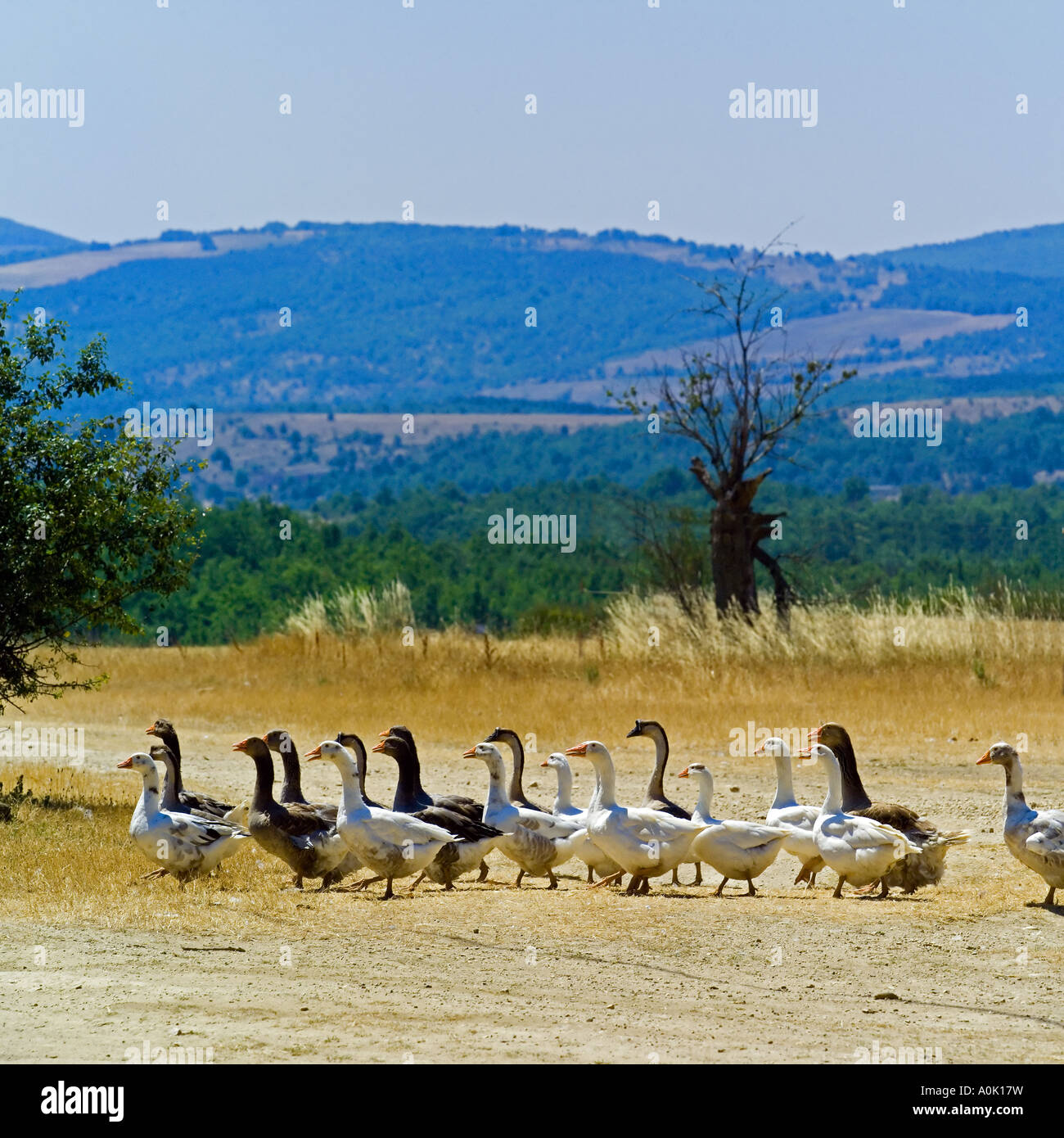 Branco di oche camminando sulla linea, campagna, Vaucluse Provence, Francia Foto Stock