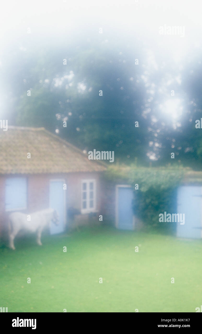 Vista atmosferica di un pony bianco nel suo composto di erba protetto dal mattone annessi e pareti con porte Foto Stock