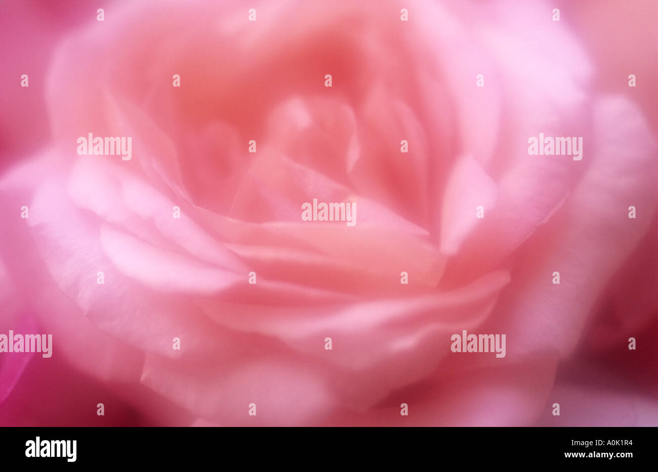 Chiudere atmosferica fino al di sopra di un fiore di un pallido rosa rosa o Rosa Foto Stock