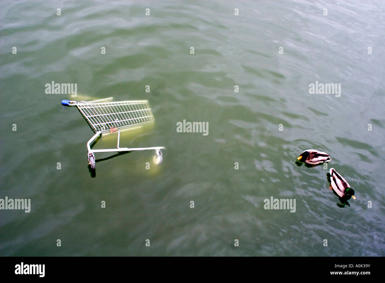 Un carrello trolley in acqua con due anatre Foto Stock